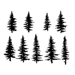 Vector Spruce Tree, Ink Plant Sketch, Hand Drawing, Black Silhouette 