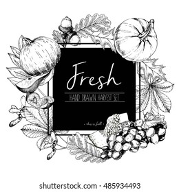 Vector square border color illustration of fresh vegetables. Pumpkin, pear, plum, grape, autumn leaves. Hand drawn vintage engraved set of vegetarian tasty organic food.