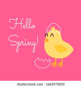 Vektorillustration quadratische Grußkarte mit gelbem Huhn in der Muschel auf rosafarbenem Hintergrund. Das Konzept des neuen Lebens, Grußfeder, Erwachen. Letterin Hello Spring handgezeichnet