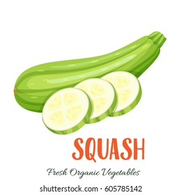 Vector squash. Vegetable illustration for farm market menu. Healthy food design