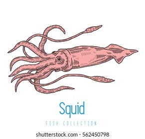 Vector Squid color water ocean design, Realistic vector illustration. Suitable for graphic and packaging design, educational examples, etc.