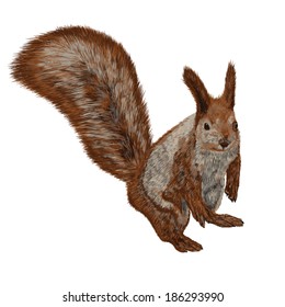 Vector Squirrel Realistic Picture Stock Vector (Royalty Free) 186293990 ...