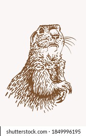 Vector squirrel, sepia background, graphical illustration