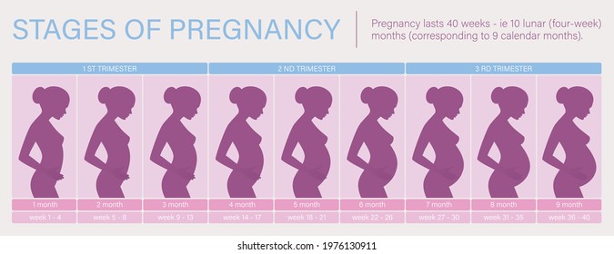 3,351 Maternity Infographics Images, Stock Photos & Vectors | Shutterstock