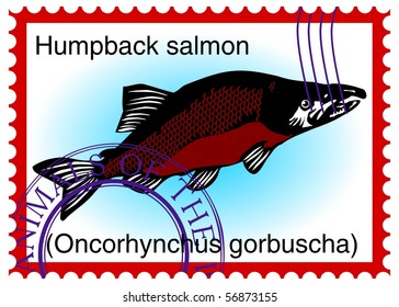 vector stamp with fish "humpback salmon (Oncorhynchus gorbuscha)" eps10