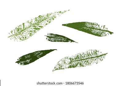 Vector Stamp Willow Leaf Print.  Set With Stamp Leaves. Hand Drawn Floral Elements For Your Design