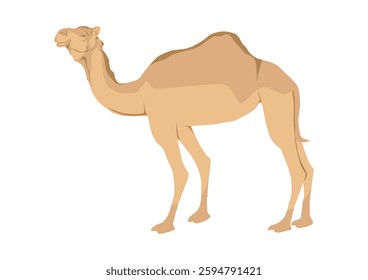 Vector of standing arabian camel