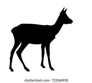 Vector Standing Doe Or Roe Deer Silhouette Isolated On White Background