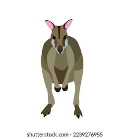 A vector of standing wallaby on white background