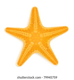 vector starfish