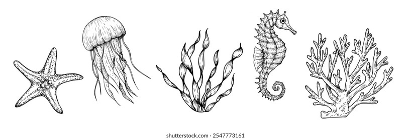 Vector starfish, coral, jellyfish, seaweed, laminaria. Hand painted line sketch. Graphic tropical clip art isolated on background. Underwater illustration. For designers, invitations, decoration