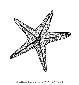 Vector starfish. Hand painted line sketch. Graphic tropical clip art isolated on background. Underwater illustration. For designers, invitations, decoration, postcards, wrapping paper, scrapbooking