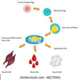 Vector Stem Cells