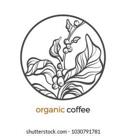 Vector sticker of coffee tree, branch with bean, grain Botanical art line drawing logo design in circle Realistic plant in round frame Eco tropic drink Nature graphic sketch Herb organic illustration 