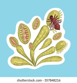 Vector sticker and green venus flytrap blue background  Venus flytrap and fly  Floral illustration 