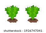 Vector sticker of lettuce growing from the ground with white die cut outline for game. Cartoon vector clipart of green garden plant isolated on white background