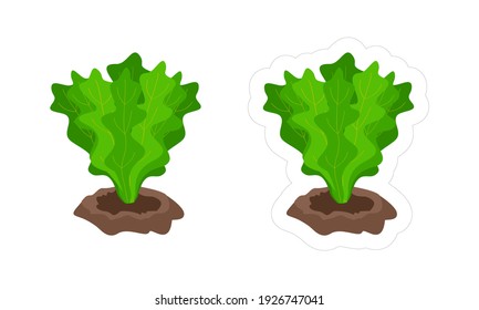 Vector sticker of lettuce growing from the ground with white die cut outline for game. Cartoon vector clipart of green garden plant isolated on white background