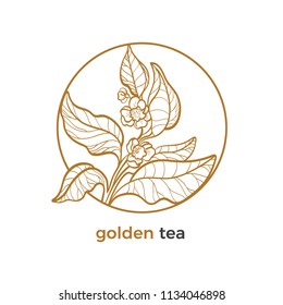 Vector sticker of tea tree, branch logo with leaves, flower Botanical art line drawing design in circle Realistic plant in round frame Eco tropic drink Nature graphic sketch Herb organic illustration 