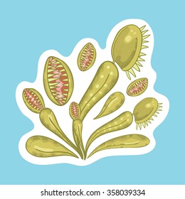 Vector sticker with venus fly trap on blue background. Beautiful green wild plant sticker. arnivorous plant.