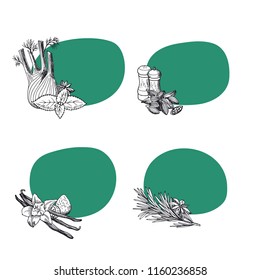 Vector stickers of set hand drawn herbs and spices illustration isolated on white