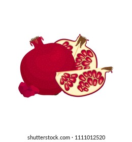 Vector still life with a pomegranate. Composition of whole and sliced garnet grains.