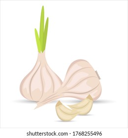 Vector still life of whole heads of garlic and cloves of garlic on a white background. Flat design.