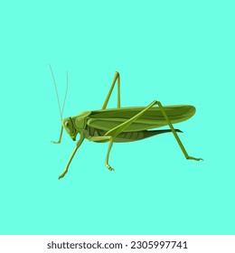 Saltamontes de material vectorial, vector de saltamontes verde, saltamontes verde. 