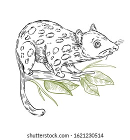 Vector stock illustration with adorable quoll with spots on the branch. Clip art in engraving vintage style isolated on white. Rare Australian animal for prints, postcards, souvenirs, tattoos.