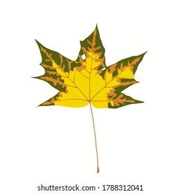 Vector stock illustration of autumn leaf. Yellow canadian maple. A dead sprout from a tree. The November weather. Bright colorful palette of the Park in October. Close up. Isolated on a white backgrou