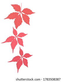 Vector stock illustration of autumn winter flower. Red autumn leaves. Close up. Template frame with space for text. Isolated on a white background.