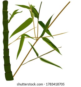 Vector stock illustration of bamboo branches. Fresh stems. Green leaf.  Concept for spa and beauty salon, asian massage, cosmetics package, furniture materials. Isolated on a white background.