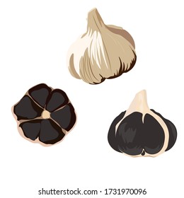 Vector stock illustration of black garlic. Traditional Japanese cuisine. Seasoning for Korean dishes. Delicious vegetable onion with a cross section showing black teeth. Isolated on a white background