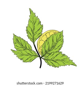 Vector stock illustration of a citroen. Yellow sour citrus fruit rope cut into pieces with mint leaves. Lemon, lime, Mandarin, orange, citrus fruit and watercolor greens. Isolated on white background.