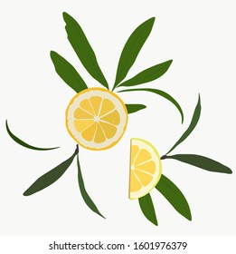 Vector stock illustration of a citron. Yellow sour citron fruit ripe cut into pieces with mint leaves. Lemon, lime, Mandarin, orange, citrus fruit and watercolor greens. Isolated on white background.