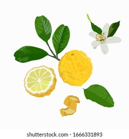 Vector stock illustration of a citron. Yellow sour citron fruit ripe cut into pieces with mint leaves. Lemon, lime, Mandarin, orange, citrus fruit and watercolor greens. Isolated on white background.
