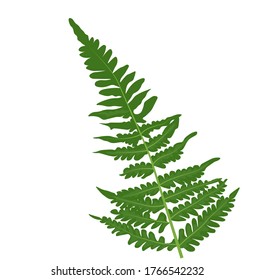  Vector stock illustration collection of green forest fern frond maidenhair greenery art foliage natural leaves herb in watercolor style collection. Decorative beauty elegant illustration for design