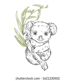 Vector stock illustration with cute baby koala sitting on the eucalyptus tree. Clip art in engraving vintage style isolated on white. Rare Australian animal for prints, postcards, souvenirs, tattoos.