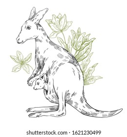 Vector stock illustration with cute kangaroo with baby in pouch among flowers. Clip art in engraving vintage style isolated on white. Rare Australian animal for prints, postcards, souvenirs, tattoos.