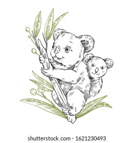 Vector stock illustration with cute koala family sitting on the eucalyptus tree. Clip art in engraving vintage style isolated on white. Rare Australian animal for prints, postcards, souvenirs, tattoos