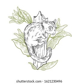 Vector stock illustration with cute sugar glider on the tree in engraving vintage style isolated on white. Rare Australian animal for prints, postcards, souvenirs, tattoos.