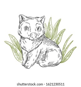 Vector Stock Illustration With Cute Wombat Sitting In The Bush. Clip Art In Engraving Vintage Style Isolated On White. Rare Australian Animal For Prints, Postcards, Souvenirs, Tattoos.