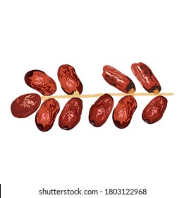 Vector stock illustration dates on isolated white background plant from The Book of Songs Sour Jujube Sliced dried jujube chinese red date asian herbal fruit for healthy and leaves. ramadan iftar food