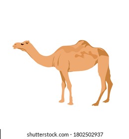 Vector stock illustration of dromedar. Camel close-up. An Eastern animal that lives in the desert. Arabic traditional transport. isolated on a white background. Ships of the desert