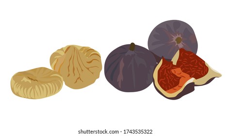 Vector stock illustration of figs. Large purple dried Fig fruit. Sliced slices Eastern dessert. Fructose. Isolated on a white background.