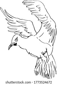 Vector stock illustration the flying seagull. Outline.