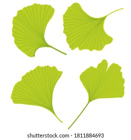 Vector stock illustration of gingko leaf. Pastel poster for a wedding invitation. Gentle botany. gingko biloba bright green color close-up. Isolated on a white background.