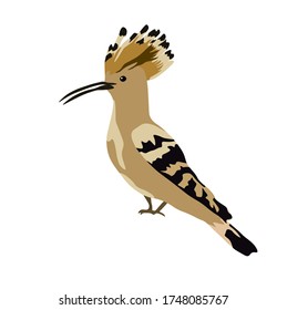 Vector stock illustration of a hoopoe bird. Feathered close-up. A small bright bird with a long narrow beak and tuft, sometimes opened in the form of a fan. Isolated on a white background.