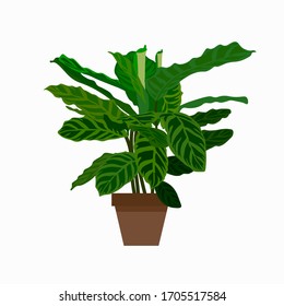 Vector stock illustration of a houseplant. Flower with leaves in a ceramic pot. Home flower in flat style. Leaves of evergreen flora. Watercolor greens. Isolated on a white background. Flowerpot