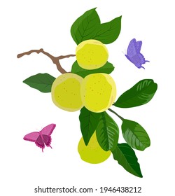 Vector stock illustration of a Japanese plum. Green apricot on a branch. Juicy green leaves of a peach tree. Label for fruit jam. fruits liquor UMESHU. Summer of the Butterfly. Isolated on a white bac