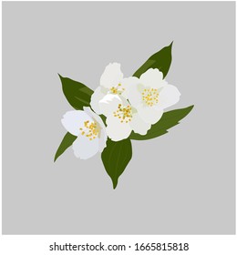 Vector stock illustration of Jasmine flowers. White Apple blossoms, cherry blossoms. Fragrant spring buds. Watercolor greens. For packaging tea and aromatherapy, perfumes. southern jasmine variety